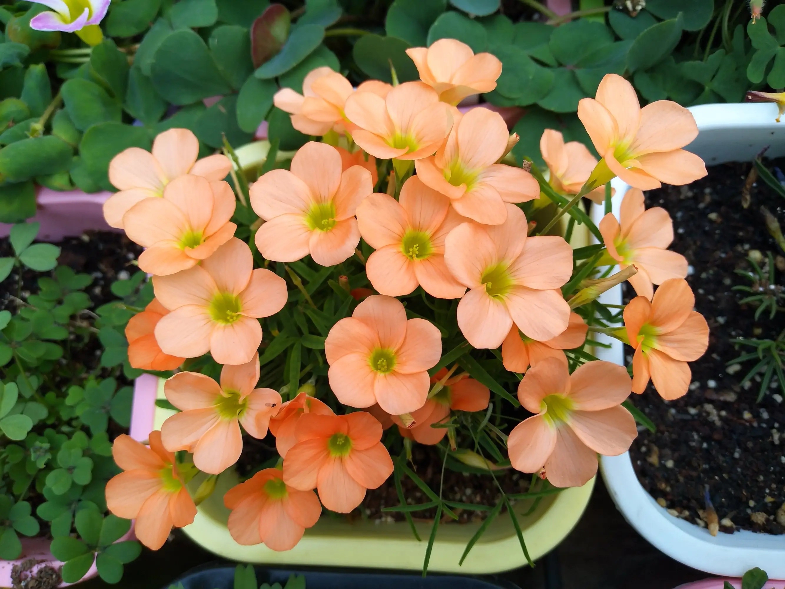 最适合小花盆种的花,顽强的小花草