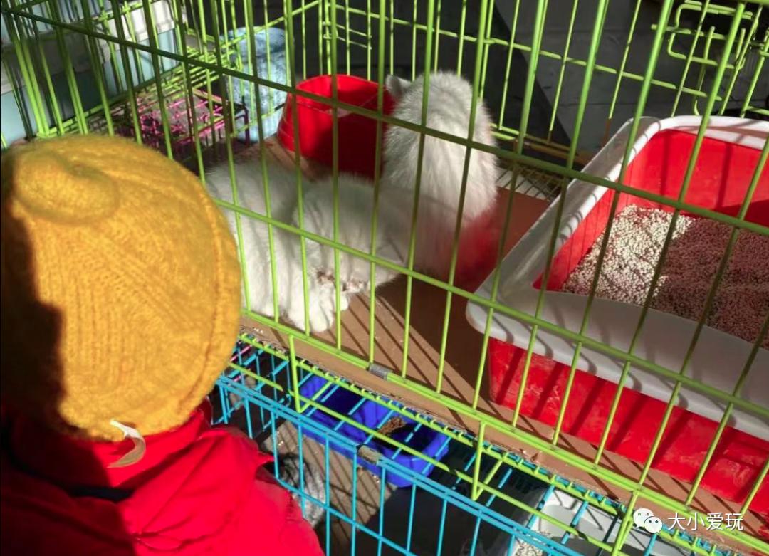 北京最美的花鸟市场,北京值得逛的花鸟市场