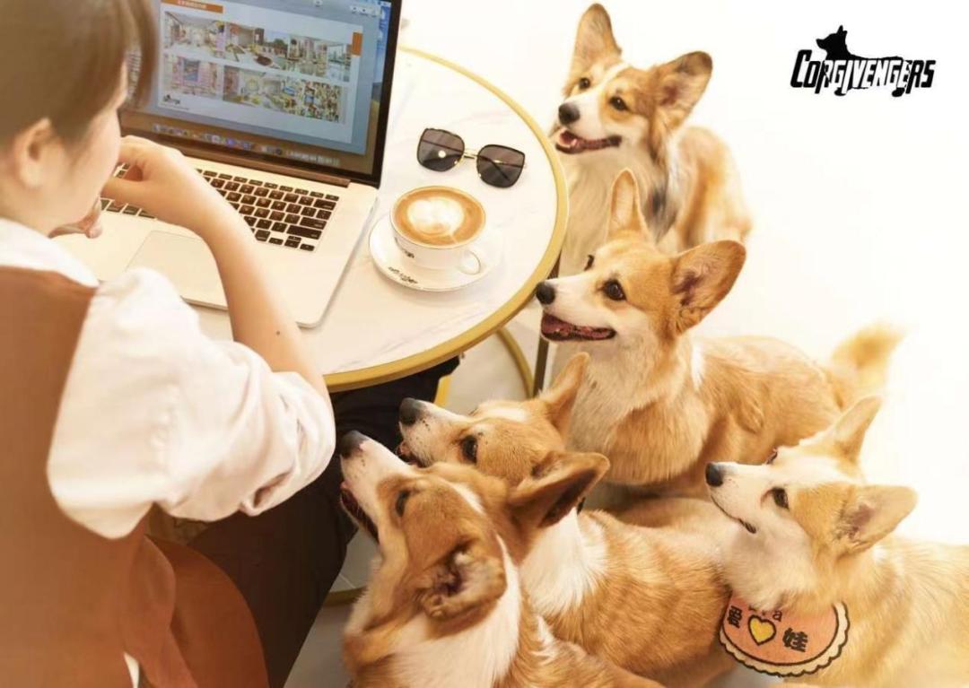 深圳开了一家柯基主题咖啡屋,柯基宠物咖啡馆