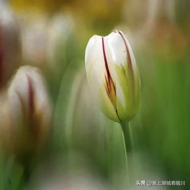 塞上四月，花博园的郁金香盛开时，别有一番情味