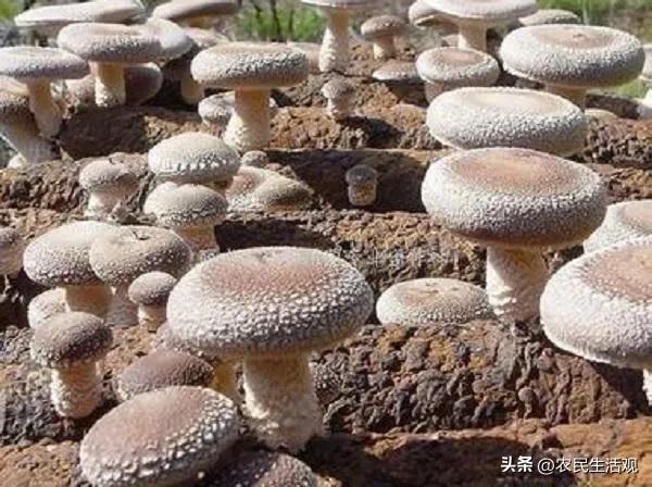 玉米秸秆培育食用菌产量如何,秸秆栽培食用菌技术资料大全