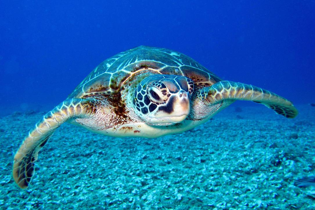 海龟适应陆地环境最根本的原因,海龟的颜色和生活习性还有天敌