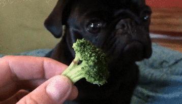 养巴哥犬的优缺点,第一次养狗适合养什么巴哥犬