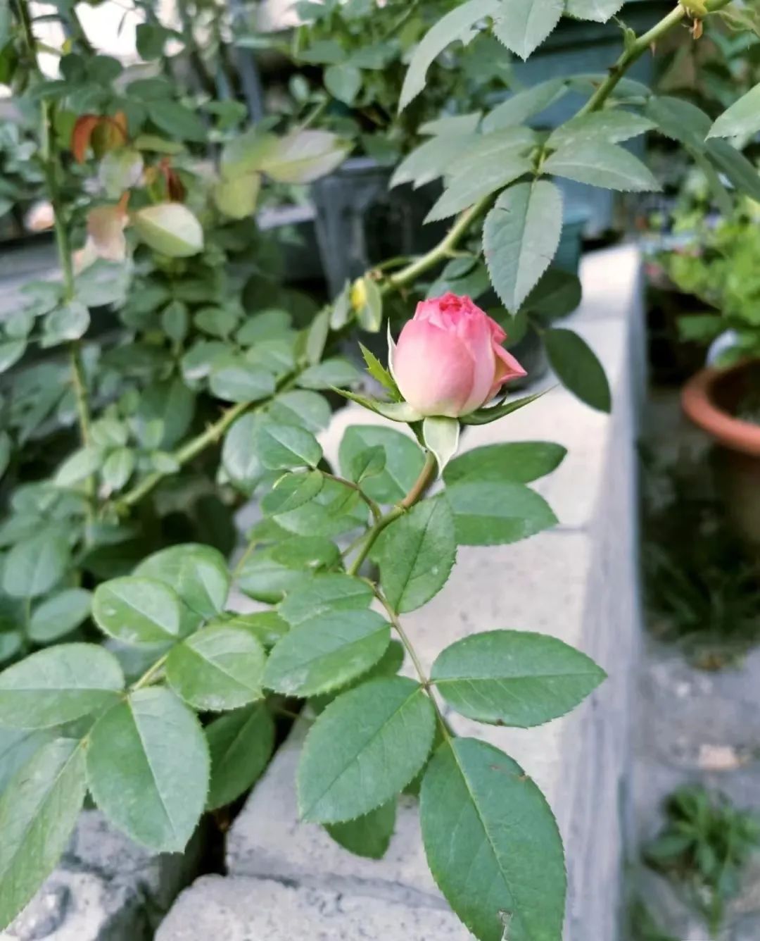 蔷薇月季玫瑰的区别,月季蔷薇玫瑰的区别