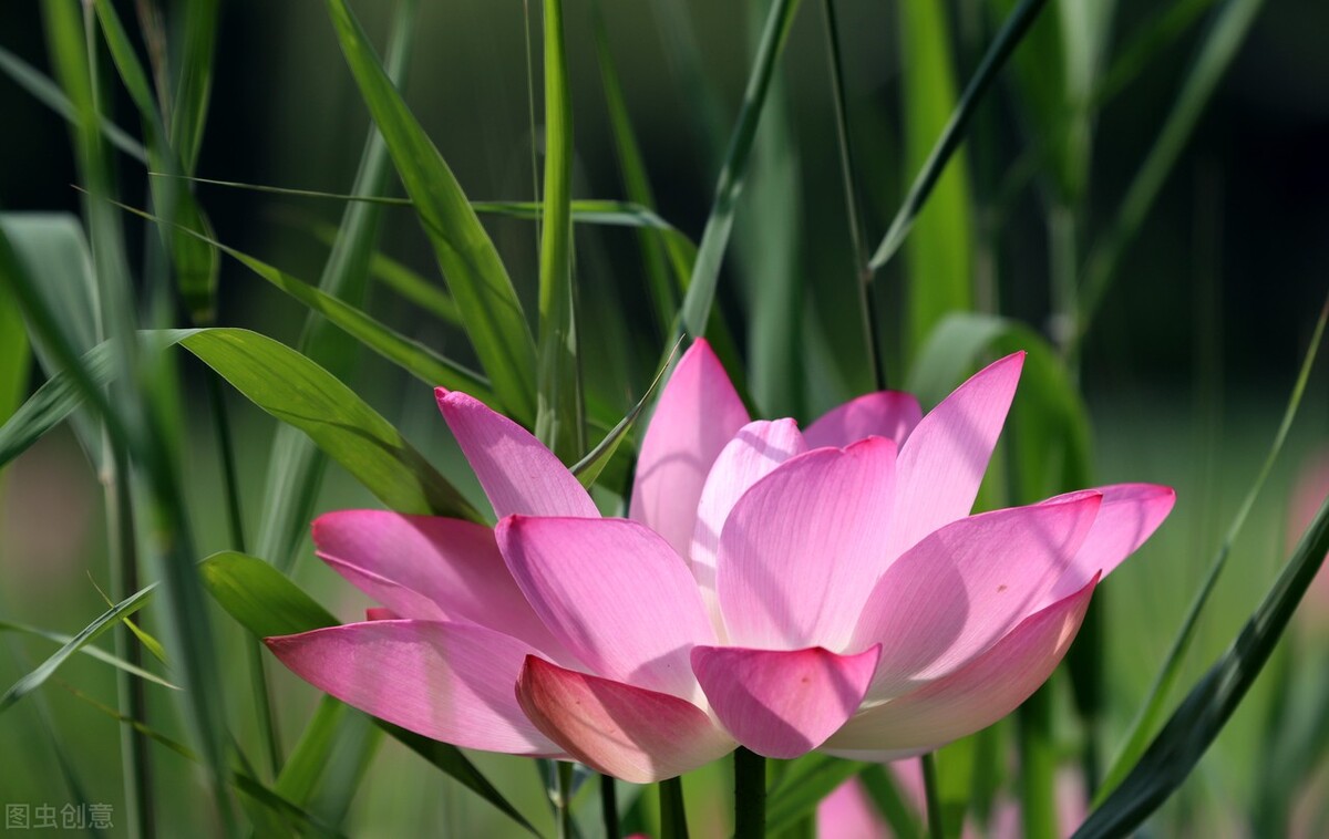 厚德载物积德是福,厚德载物往后会更加积德行善