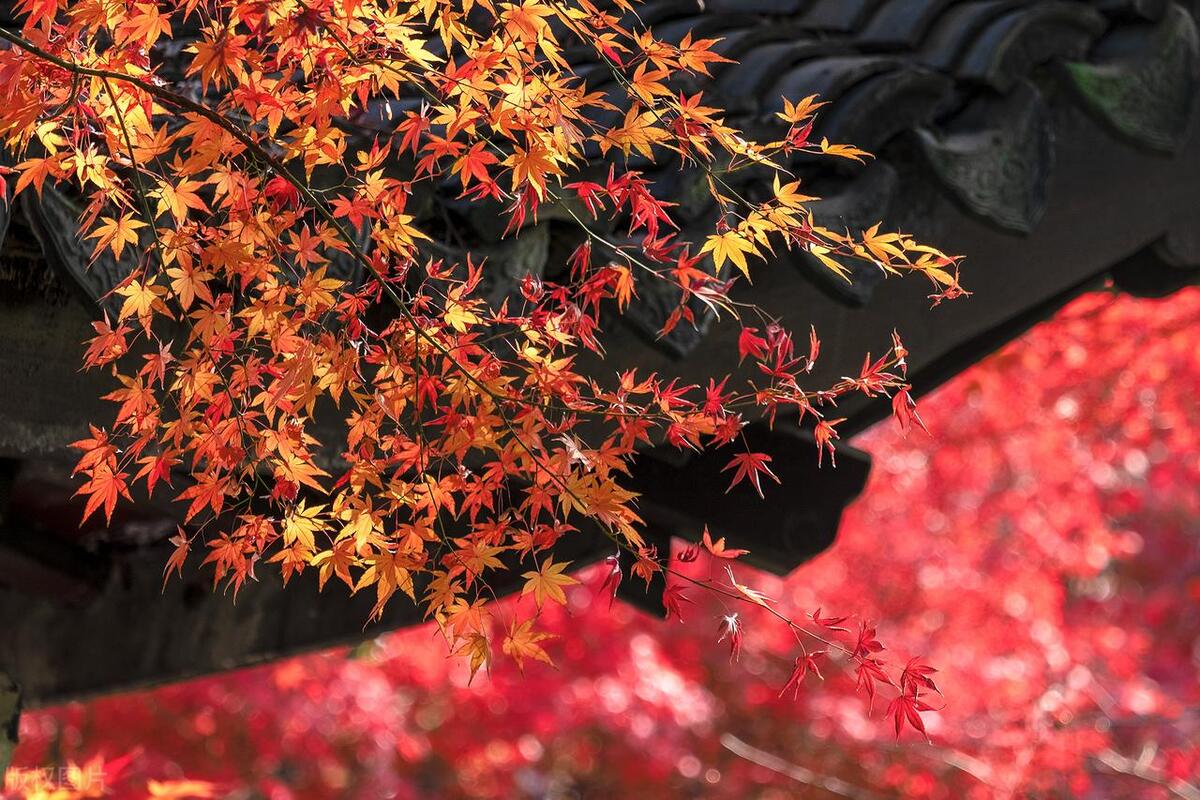 爱人红颜知己的区别,知己爱人有什么区别