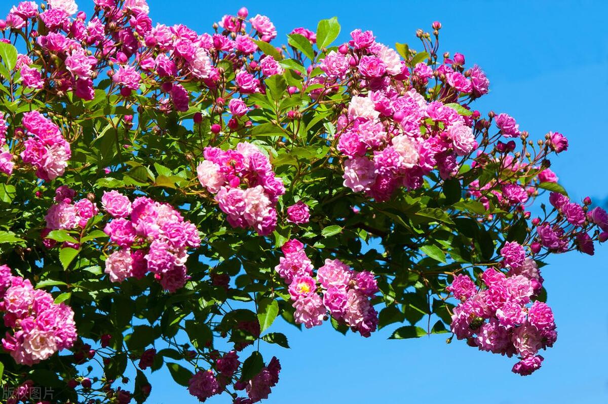 张爱玲的散文因为懂得所以慈悲,张爱玲谈慈悲因为懂得所以宽容