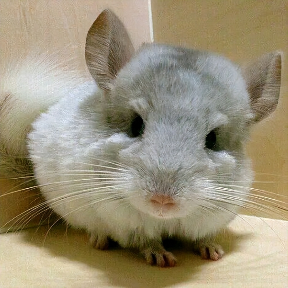 人们最喜欢的宠物狗,人们都喜欢的宠物是什么