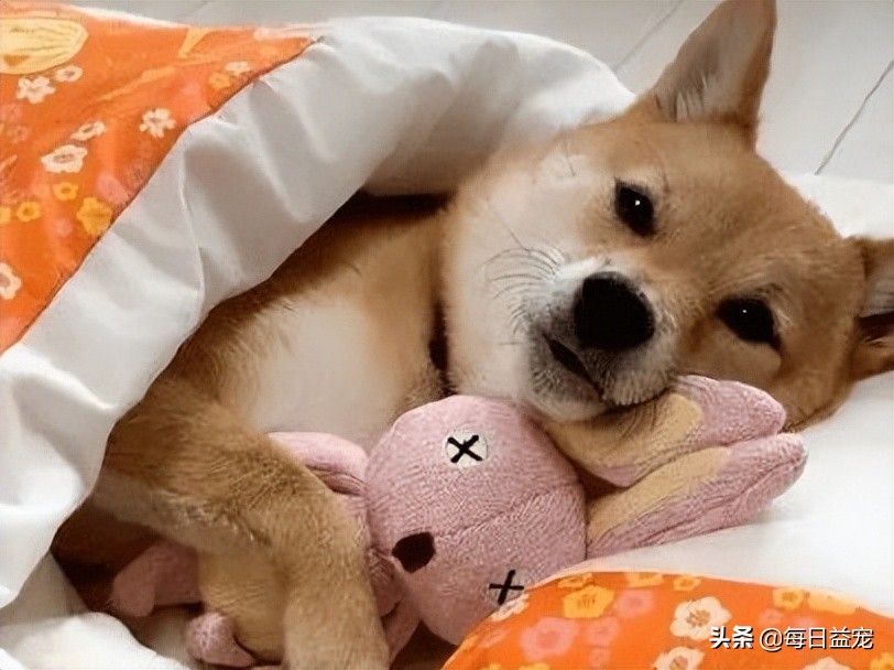 孕妇养狗注意些什么,孕妇养狗注意事项是什么