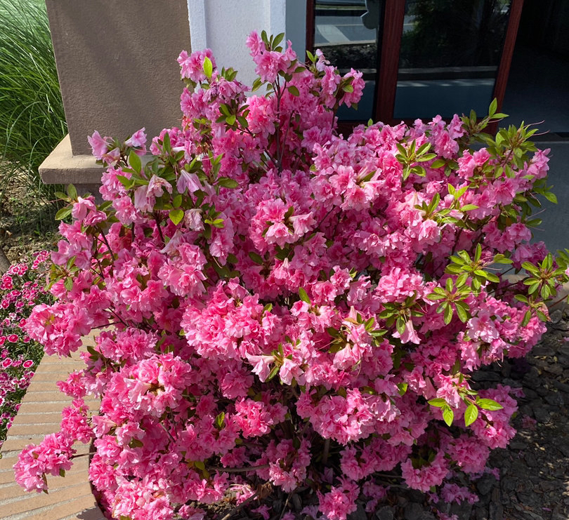 怎样养杜鹃花才能有花蕾,怎样养好杜鹃花
