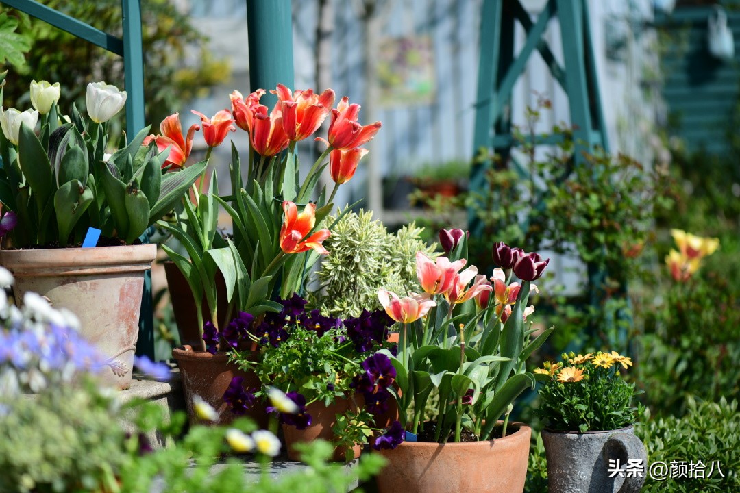 盘点今年河马花园里最美的几款郁金香|园丁