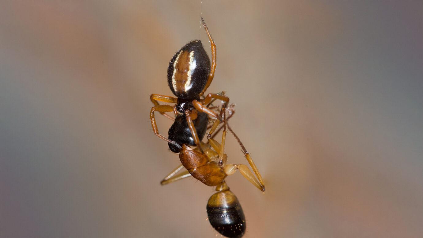 天下第七！研究人员发现全新的蜘蛛捕猎技巧
