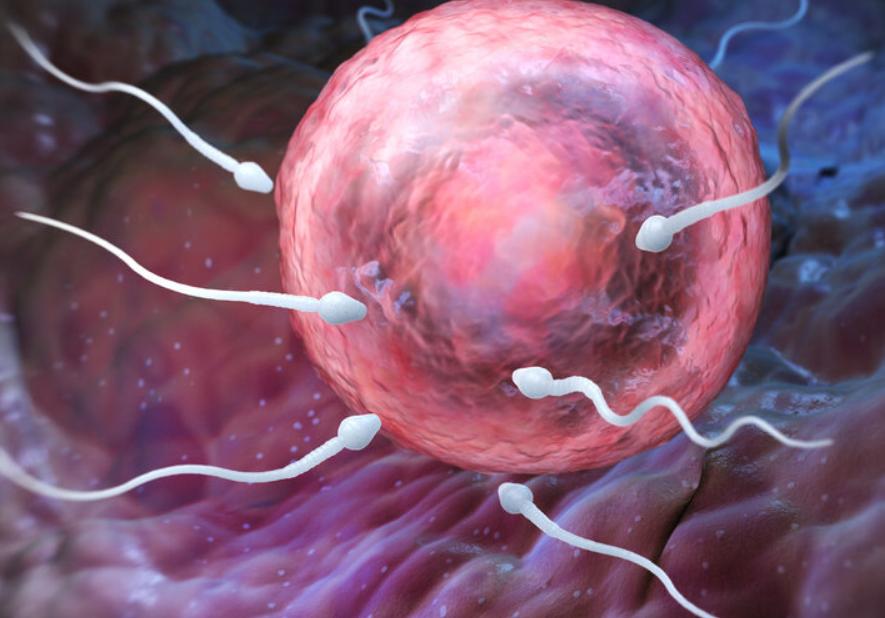 女性排卵时身体有什么反应,女性排卵期间容易怀孕吗