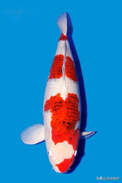 锦鲤分类及鉴赏详解红白锦鲤,锦鲤知识锦鲤分哪几大类