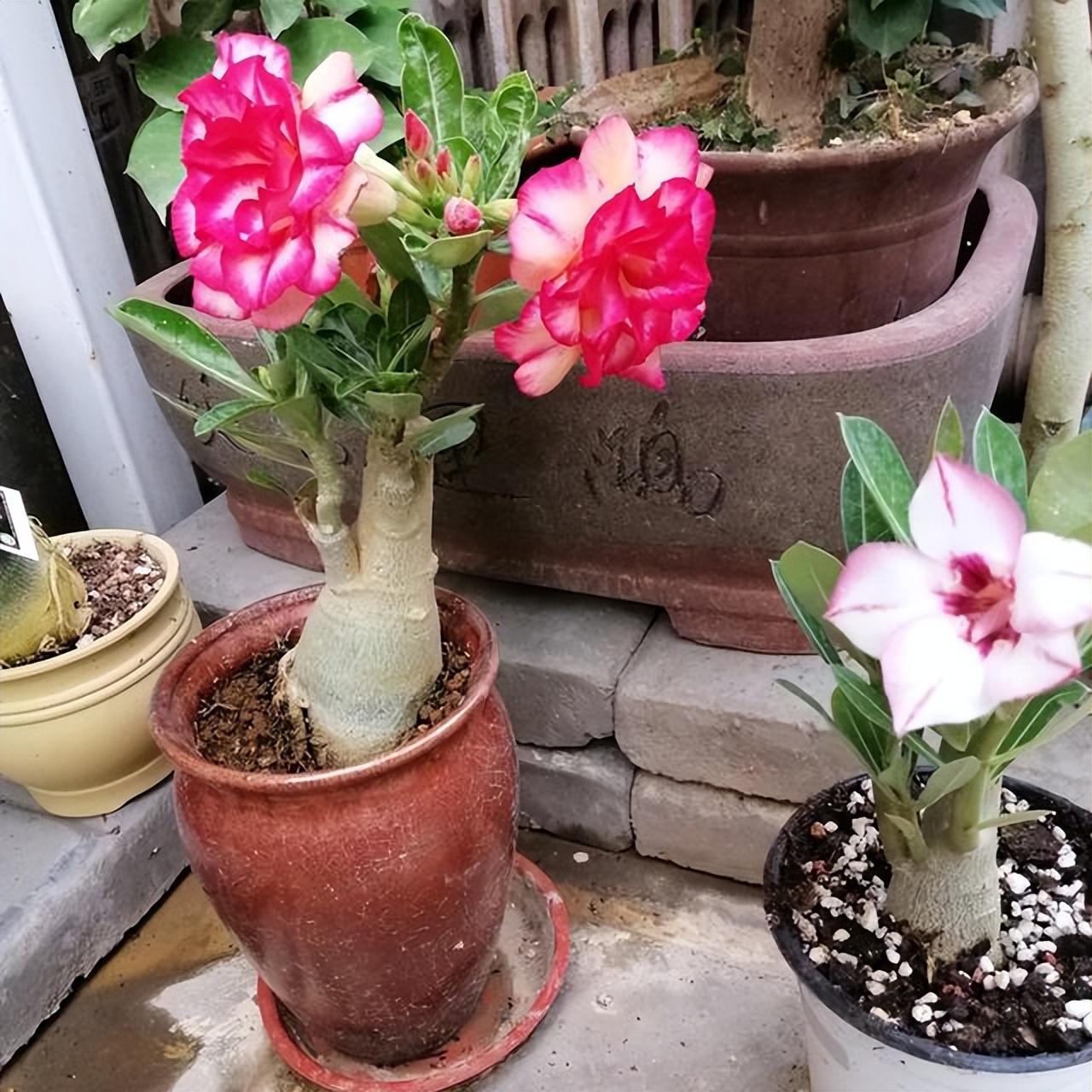 十种养不死的室内花,十种不容易生虫的花