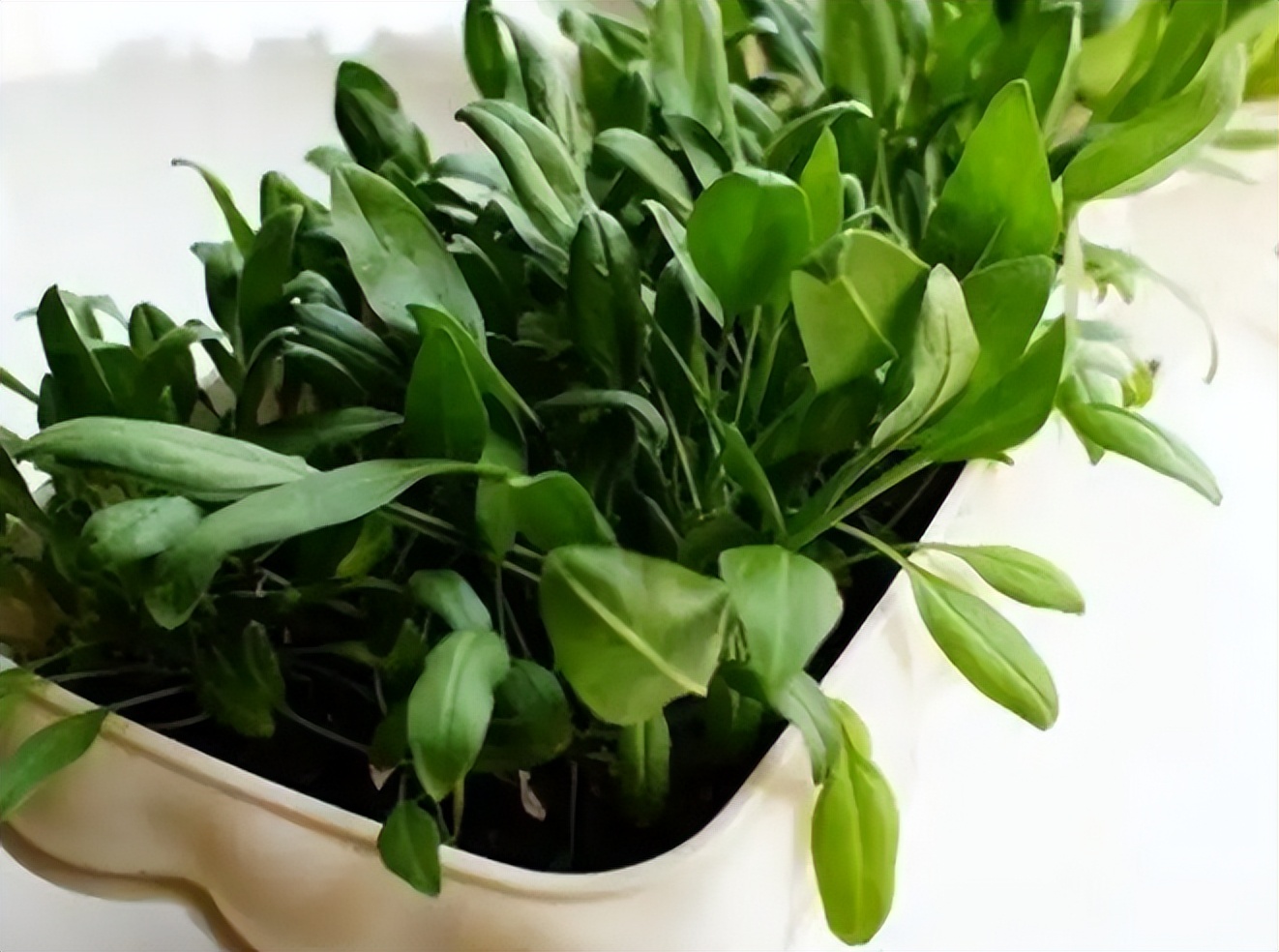 阳台如何种植蔬菜养花,阳台可以种植哪些蔬菜花卉