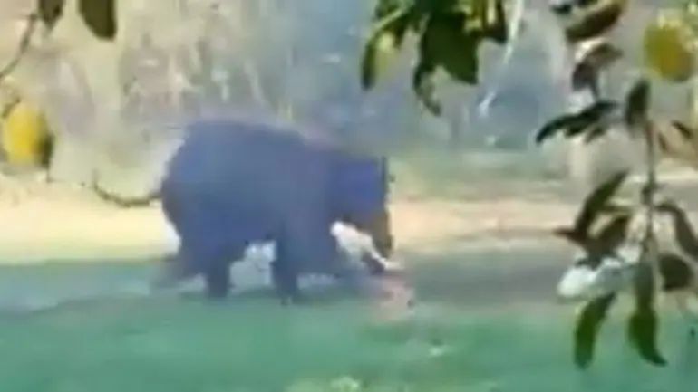 印度男子被大象追杀，又是戳又是拖，人象大战10年双方死亡差不多