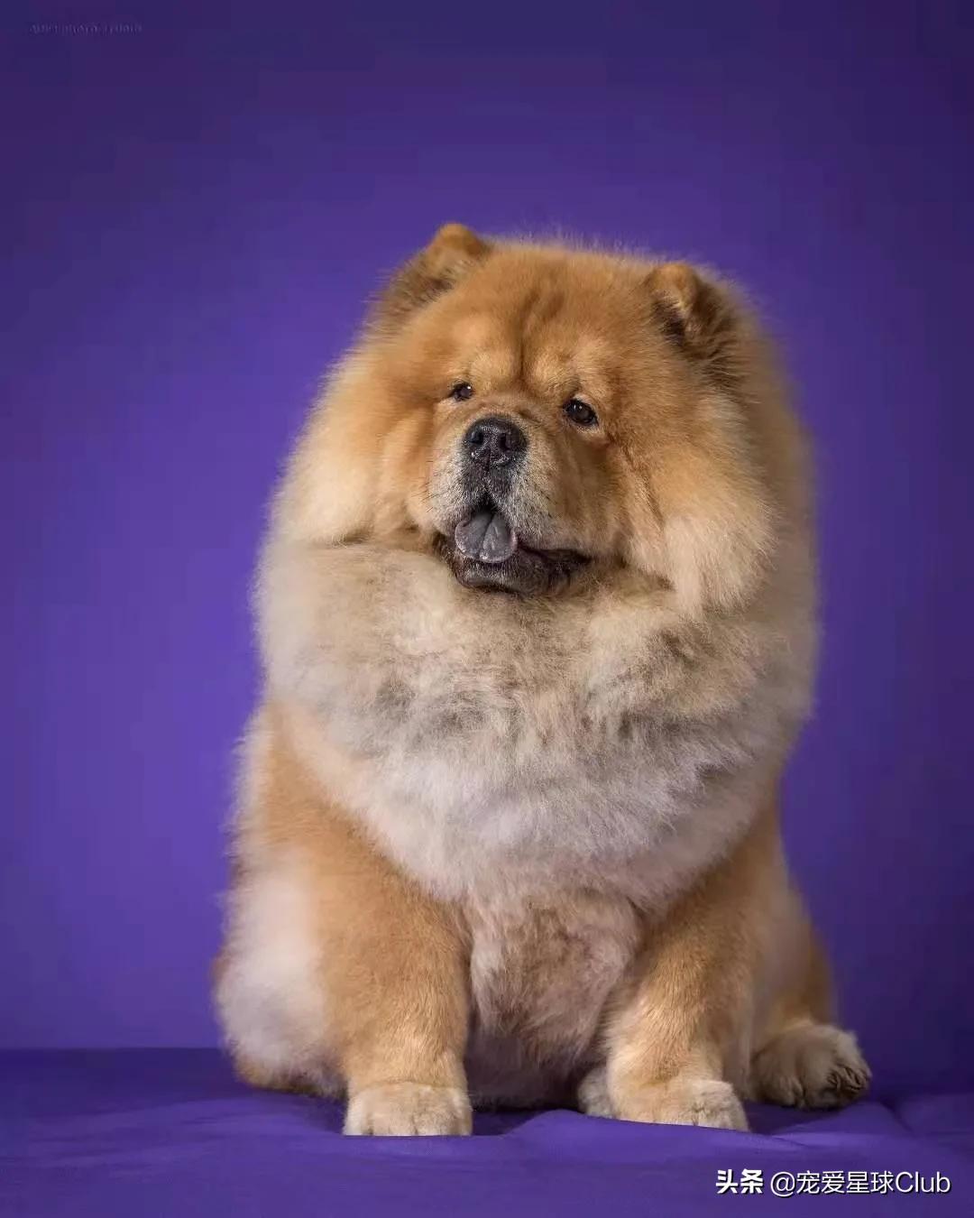 松狮犬是大型犬吗,松狮犬宠物百科