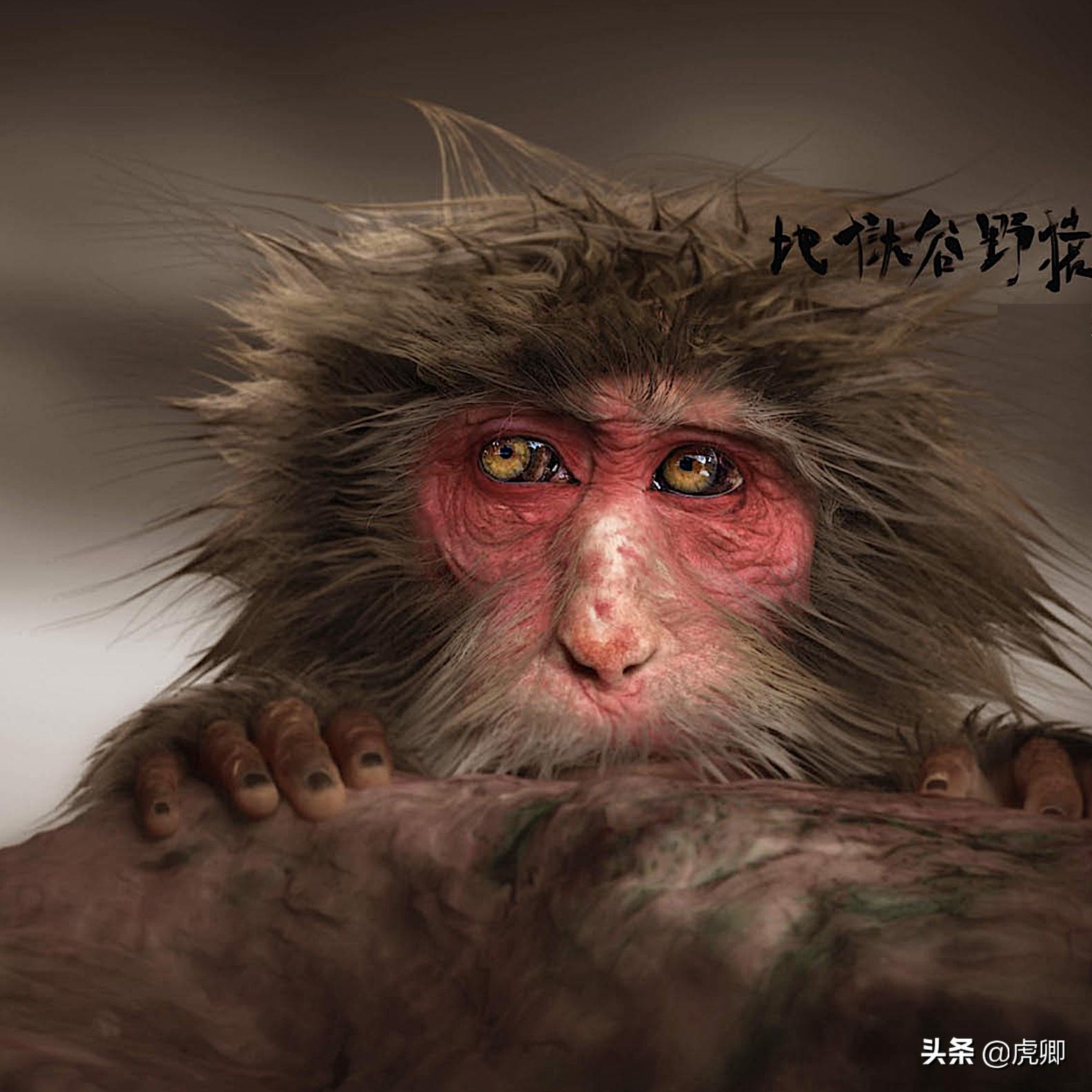 日本猕猴冬天生活,日本猕猴的真实生活