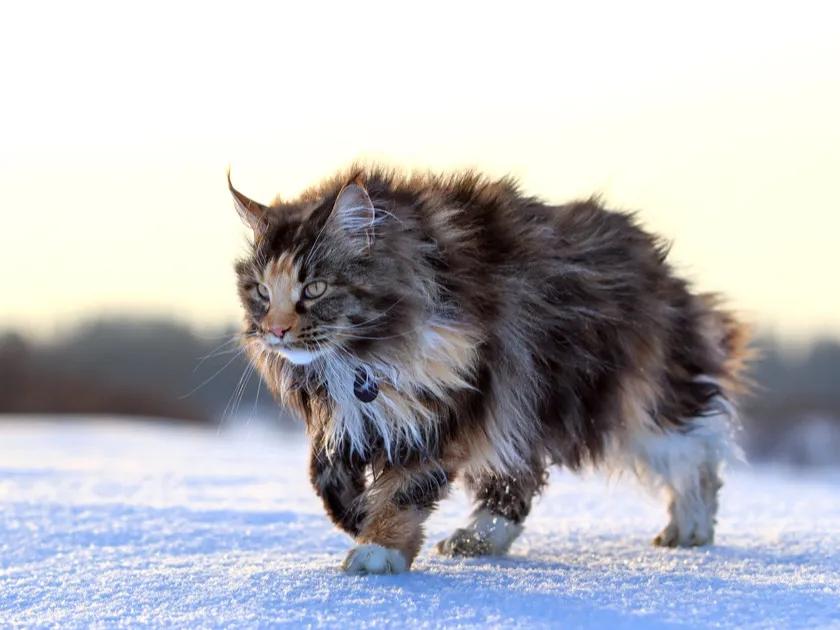 世界上最乖最小的猫猫,世界上最凶猛的猫猫是什么猫