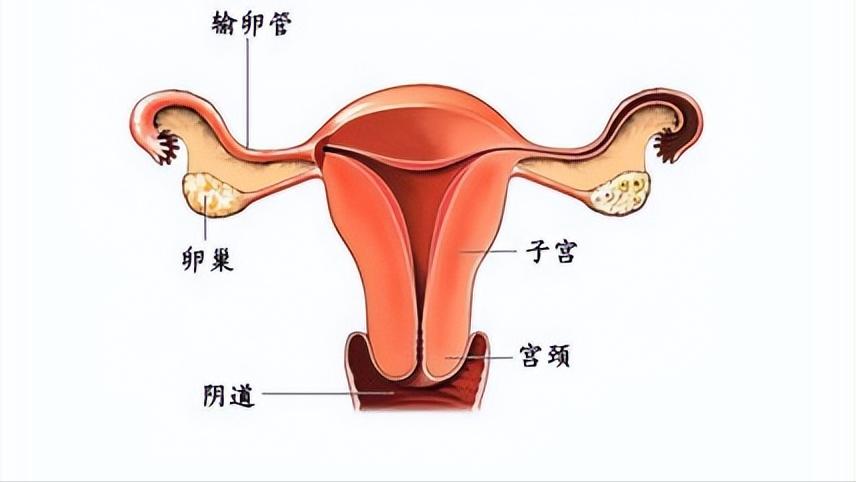 宫颈糜烂：一种坑了无数女性的“妇科病”！它的发生与什么有关？