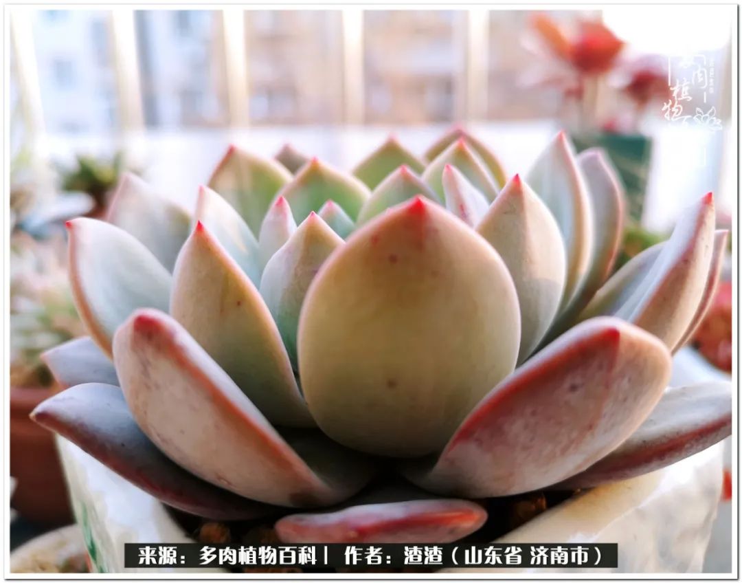 一个并不优秀的90后,何以解忧唯有多肉下一句