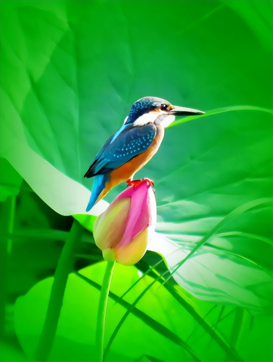 周嗣远|接天碧叶莹如玉，夕照芙蓉万朵花（原创荷之歌25首）