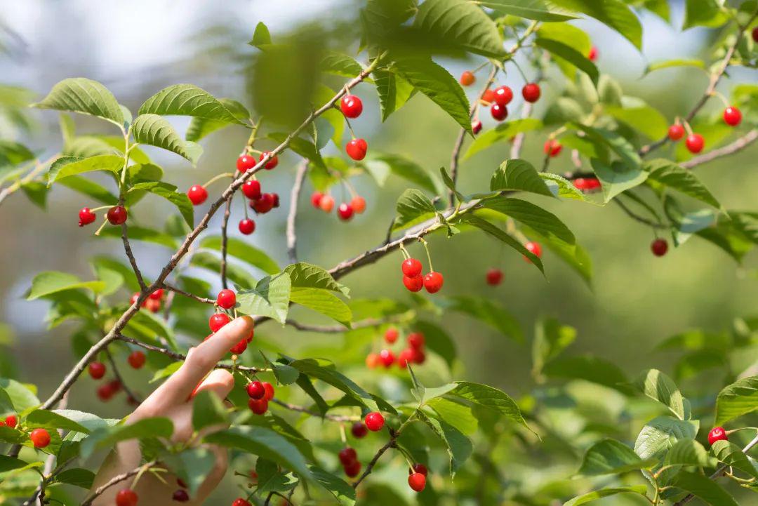 青岛在哪摘樱桃,青岛摘樱桃的好去处