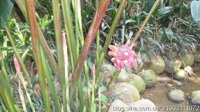 风情三亚之六：兴隆热带植物园