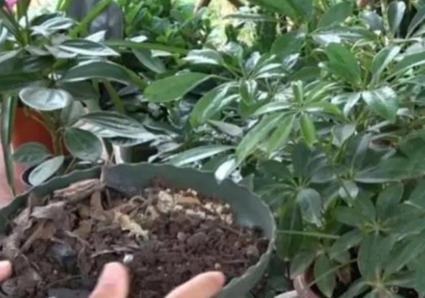 招财树该怎么养,招财树该如何养