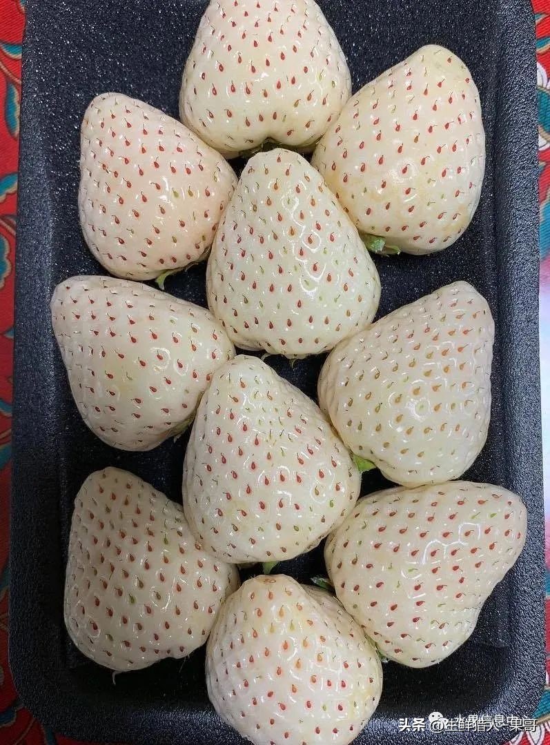 最好吃的白草莓品种前十名,好吃实惠的草莓品种有哪些