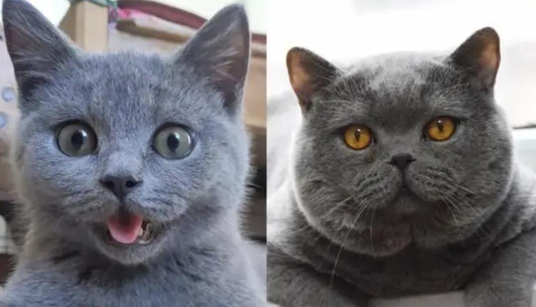 发腮和塌腮哪个更显老,发腮真的显老吗