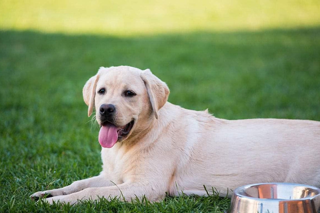 小拉布拉多身上有皮屑,拉布拉多身上都会有虫子的吗
