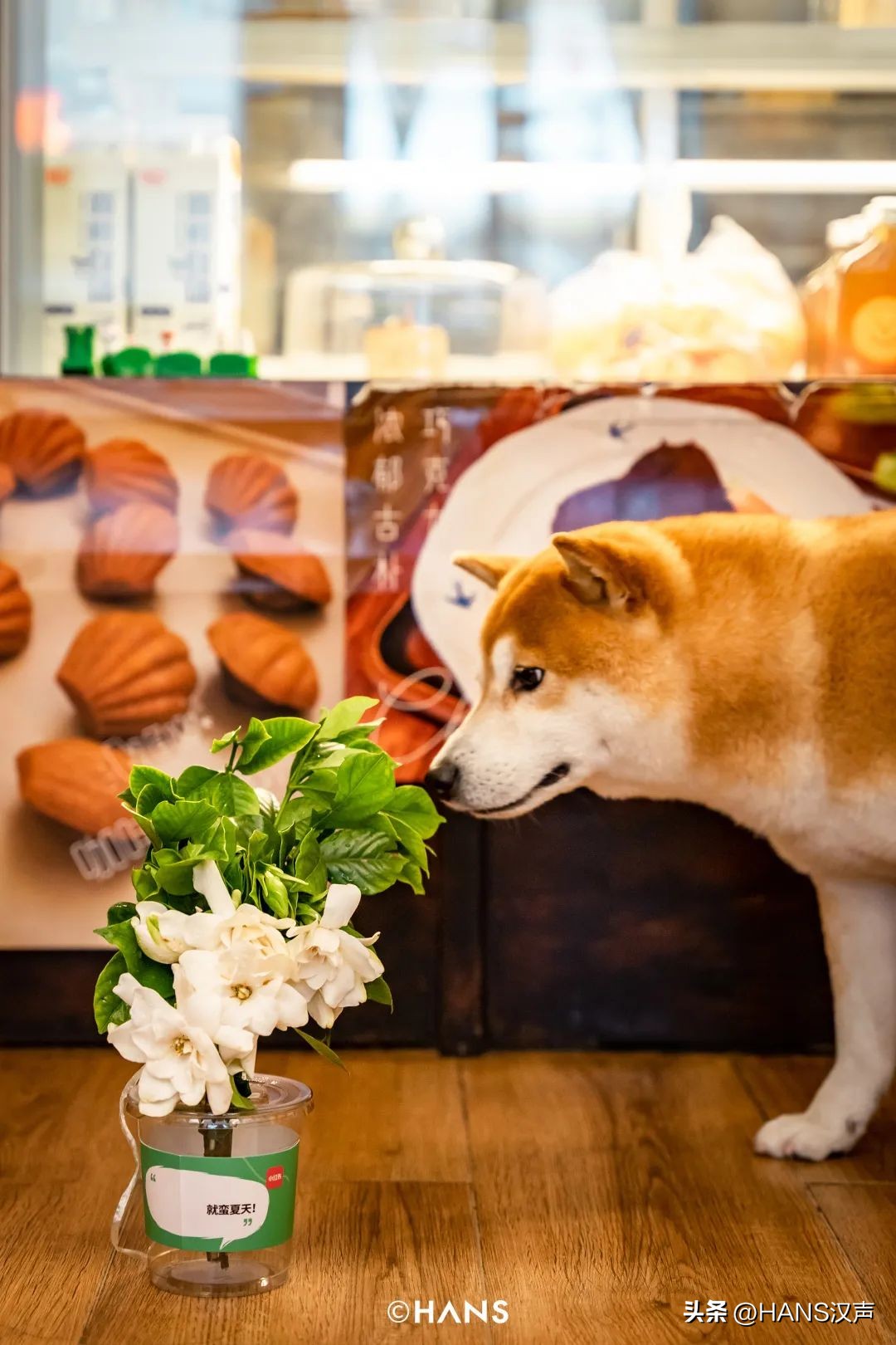 武汉一万朵栀子花,武汉人栀子花