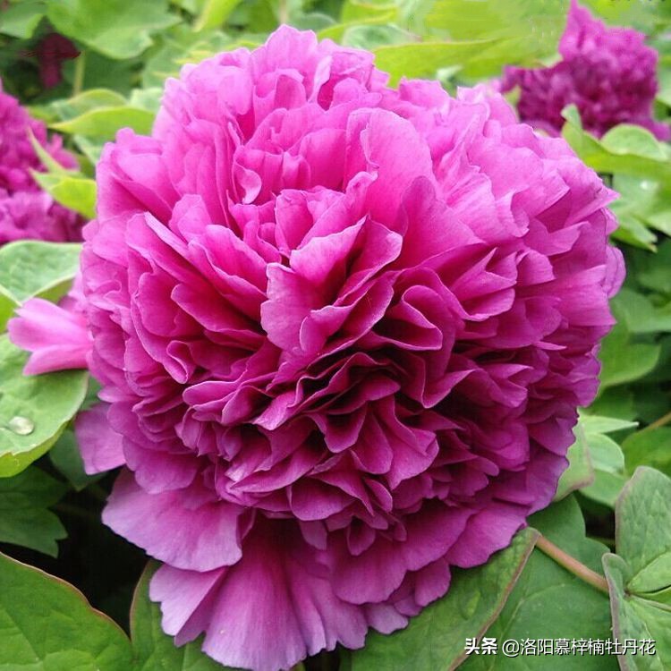 洛阳牡丹花介绍简介,洛阳牡丹花图片欣赏