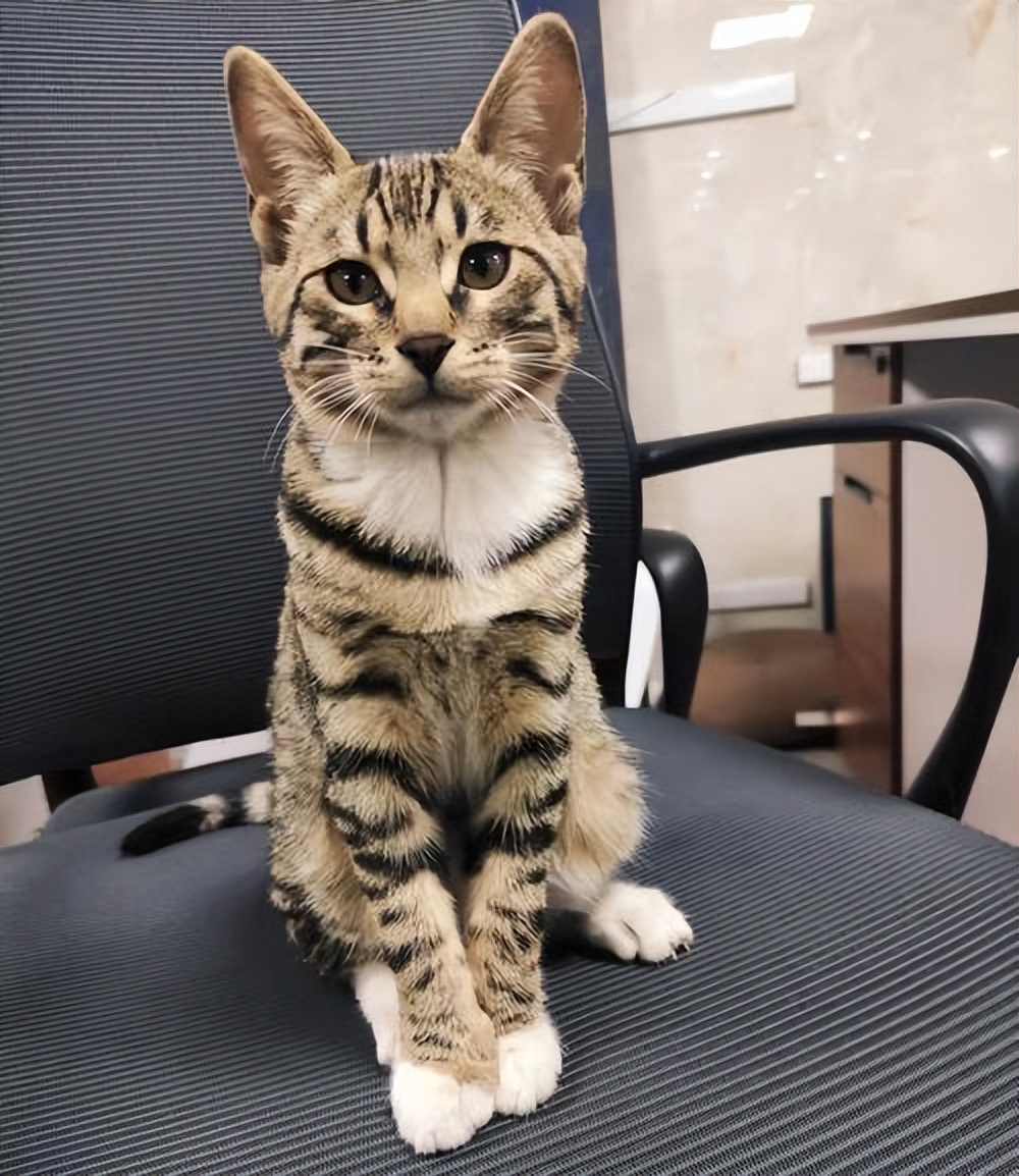 国内禁止养的四种猫,已经养了的禁养猫怎么处理