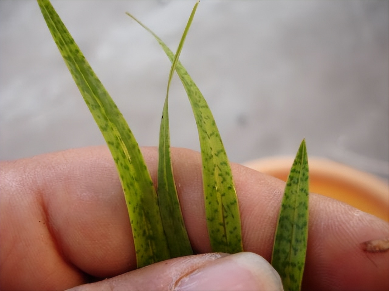 为什么兰花受这么多人吹捧,兰花为什么这么受欢迎