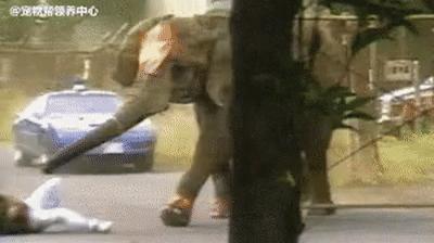 美国大象被饿死,惹怒大象被活活踩死