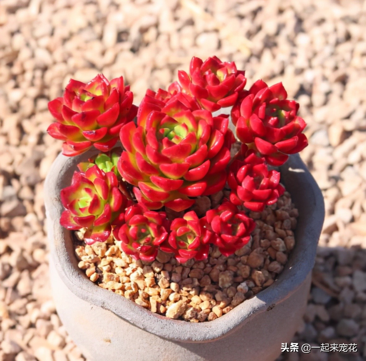 想要多肉快速生根的方法,多肉蒂亚怎么养才能爆盆