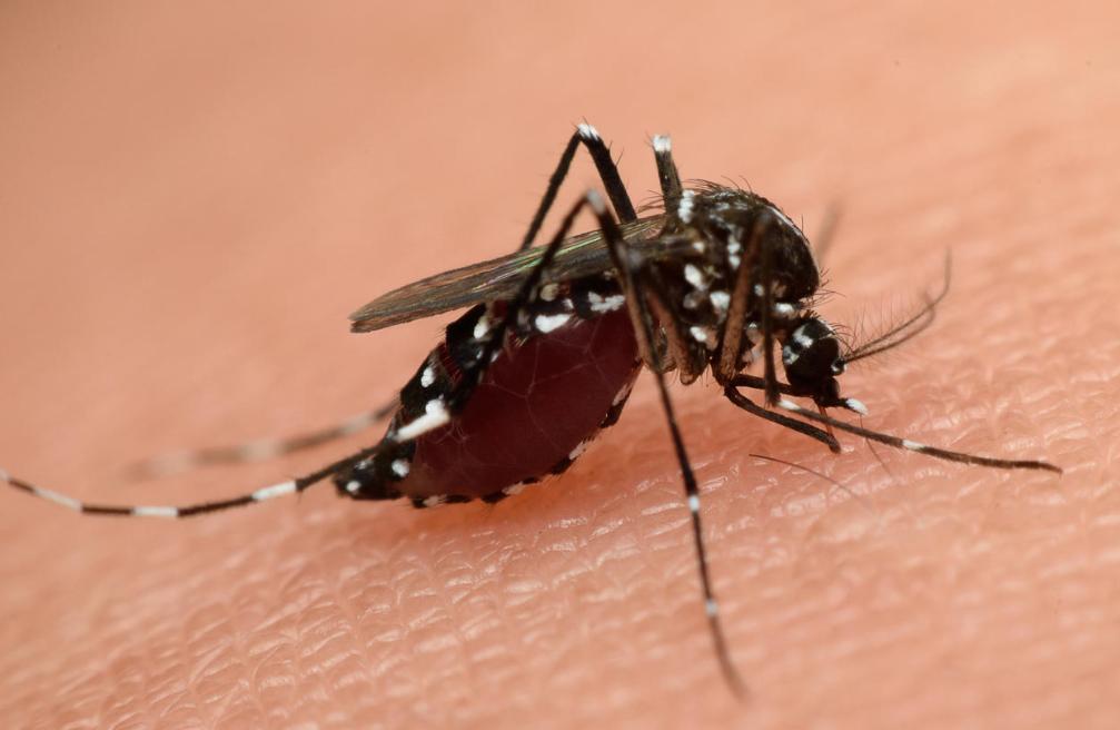 蚊子会吃蚊子吗,蚊子喜欢什么环境叮咬