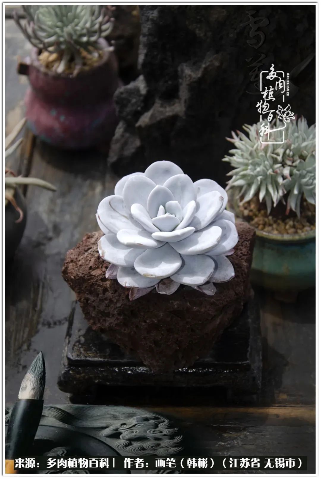 月满西楼别有一番滋味在心头,绿肥红瘦