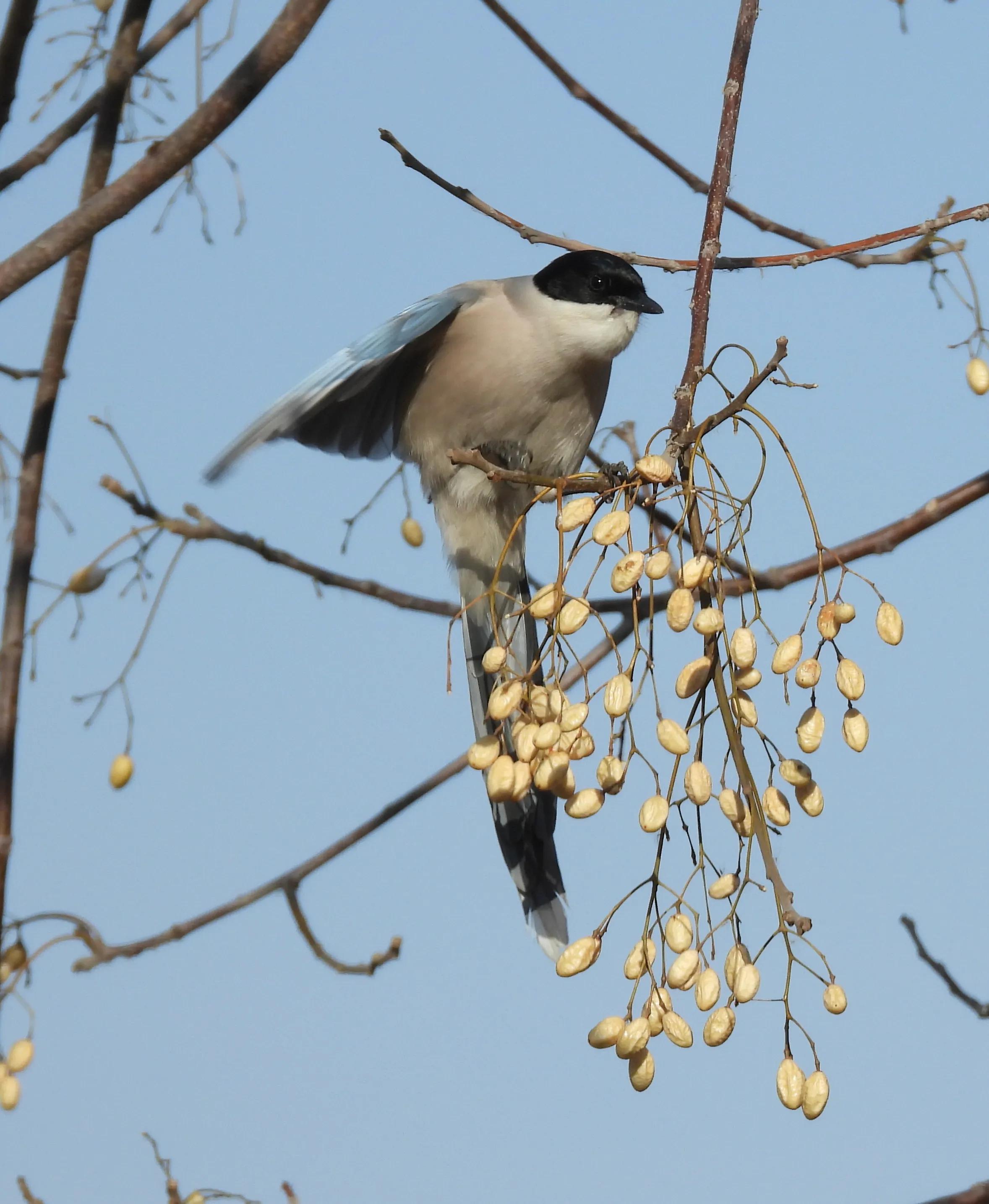 灰喜鹊冬天食物,灰喜鹊喂什么