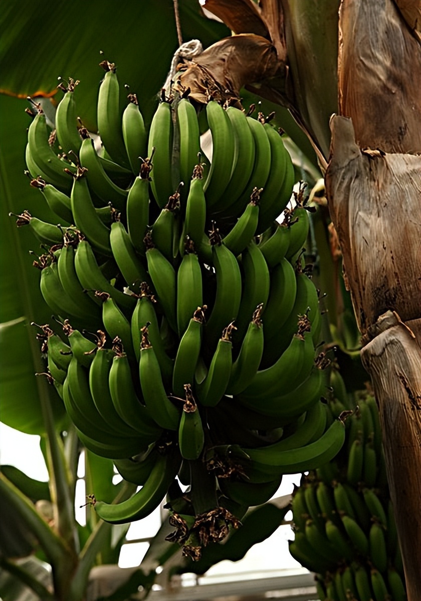 香蕉科普中国,香蕉生活常识大全集