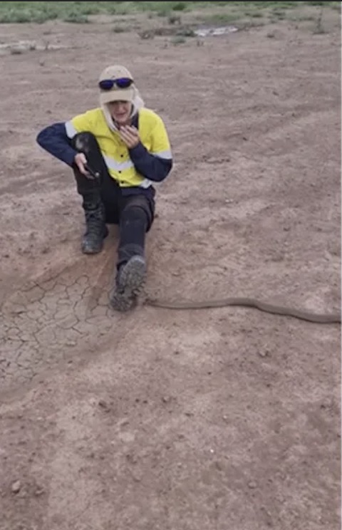 澳洲妇女被蛇咬,澳洲毒性最强的两种蛇