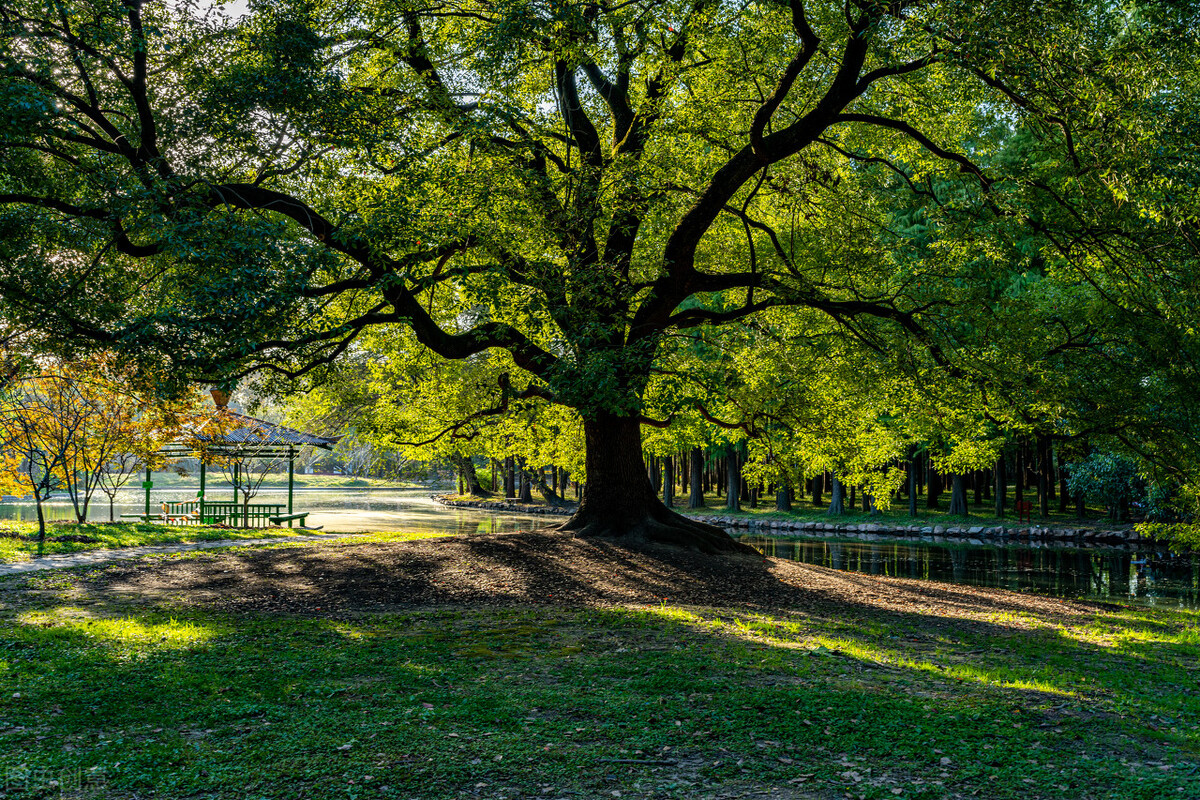 上海附近的森林秘境,上海惊现的森林秘境