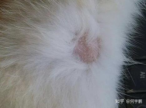 猫癣治疗最快的办法,猫癣怎么治疗最快