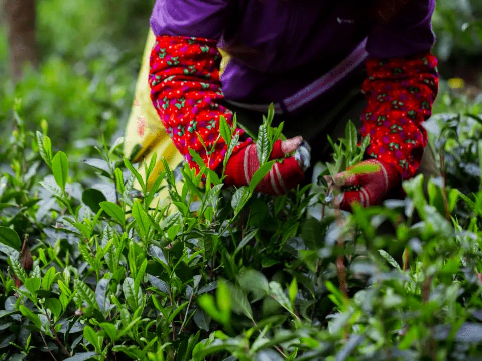 祁门红茶与正山小种红茶哪个贵,祁门红茶与正山小种红茶哪个价高