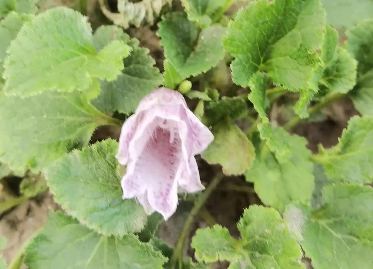 最适合庭院养的铁线莲,庭院铁线莲欣赏