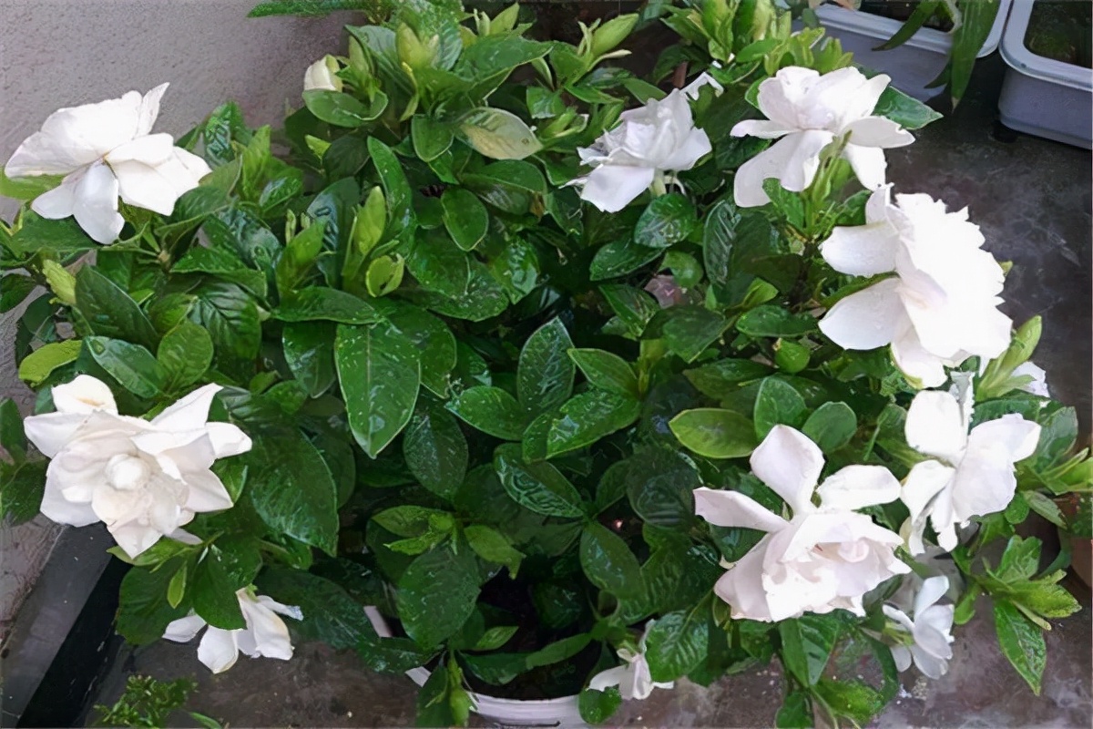 栀子花一天就开了很多,栀子花一天就黄了