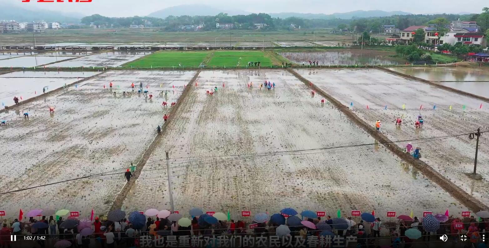 200名公务员下乡插秧两亩地,干部3天花49万插秧2亩助农